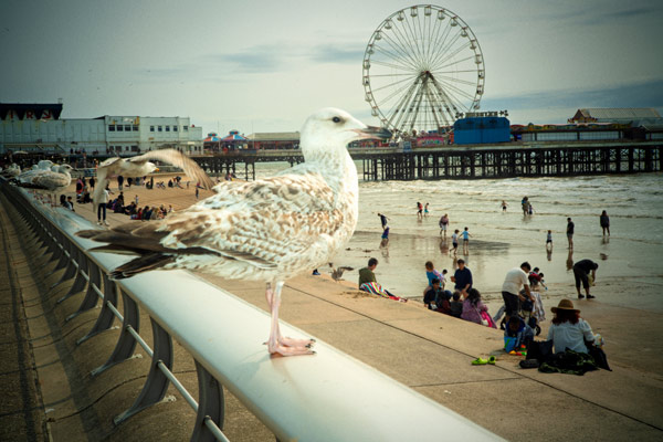 The seagull