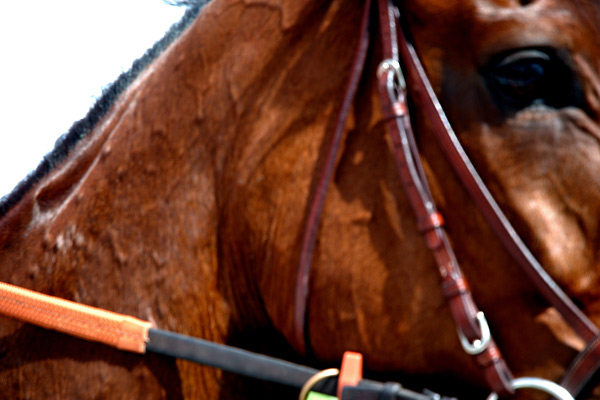 Qatar Prix de l'Arc de Triomphe